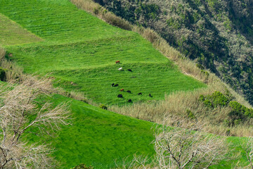 Aerial view of cows grazing on Sao Miguel Island, Azores, Portugal.