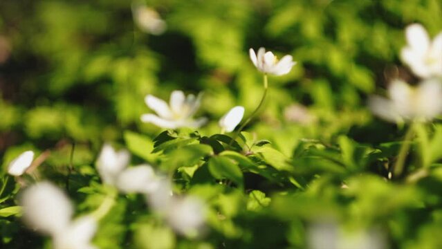 Selective focus of beautiful fresh white flowers at spring morning day. Vibrant and peaceful outdoors and wild nature. Ecology concept. Beauty world. Health Medicinal plant. Snowdrop nemorosa