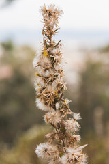 Leaves, branches, bark and seeds of the pine trees in the forest, the golden light of sunset illuminates the details.