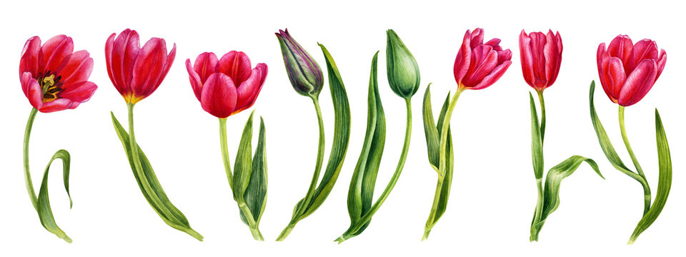 Watercolor hand drawn floral illustrations of bright pink tulips for wedding invitations, cards, birthday and mother's day gifts, stickers, banners, frames. Elements isolated on white background.