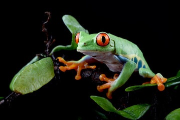A green frog with red eyes sits on a branch.