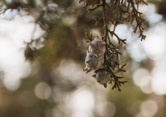 Leaves, branches, bark and seeds of the pine trees in the forest, the golden light of sunset illuminates the details.