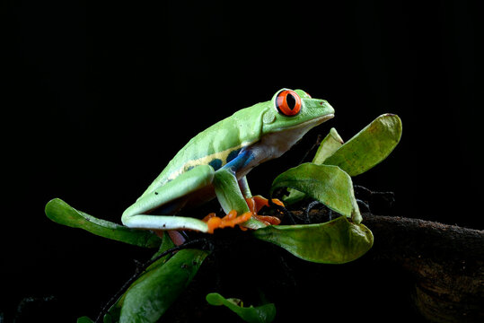 A green frog with red eyes sits on a branch. © DS light photography