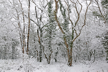 Track through trees in the snow after a winter storm	