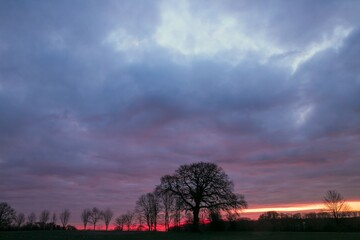 Fototapeta premium Kahle Eiche auf Feld mit Moegenröte am Himmel.