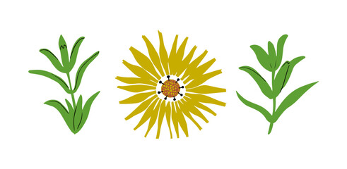 Yellow garden calendula flower with leaves. Set of botanical floral elements. Hand drawn vector illustration.