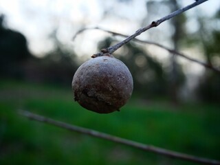Pequeña bola q sobresale de la rama de un árbol/roble marrón y con un fondo verde.
