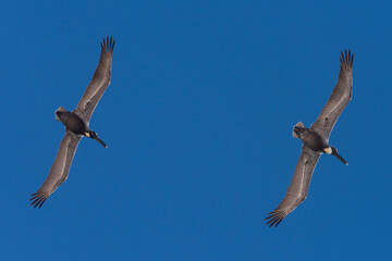 Pair of Pelicans on Patrol