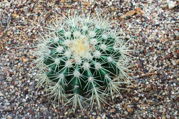 cactus close up | Parodia