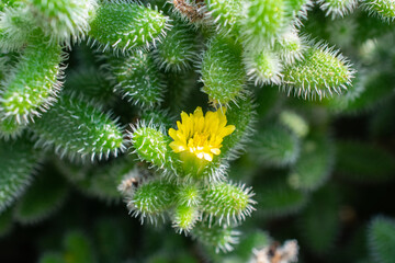 Pickle Cactus flower | Ice Plant | Delosperma 