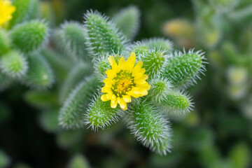 close up of Pickle Cactus | Ice Plant | Delosperma 