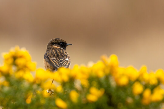 Stonechat bird perched on yellow gorse in glorious sunshine with beautiful background