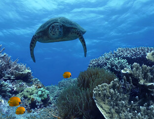Fototapeta premium A large turtle under water at a coral reef with tropical fish. The underwater world of the ocean.