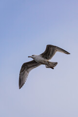Bird gull in flight with wings spread