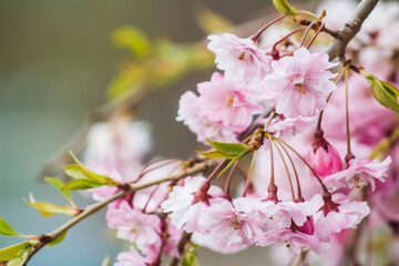 Beautiful, Spring Pink Blooms on Tree or Bush Branch – Wedding, Baby Shower, Brunch, Garden Party, Birthday – Border, Background, Backdrop, Flier, Poster, Advertisement or Wallpaper