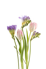 Flowers Tulip and Freesia isolated on white background. Bouquet of purple pink spring flowers.
