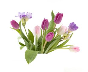 Flowers Tulip and Freesia isolated on white background. Bouquet of purple pink spring flowers.