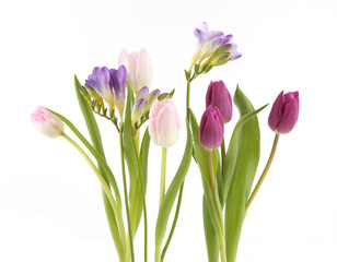 Flowers Tulip and Freesia isolated on white background. Bouquet of purple pink spring flowers..