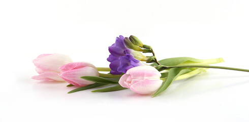 Fototapeta premium Flowers Tulip and Freesia isolated on white background. Bouquet of purple pink spring flowers.