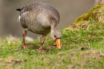 Greylag goose in a field grazing on the grass © Sarah