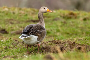 Naklejka na ściany i meble Greylag goose in a field grazing on the grass