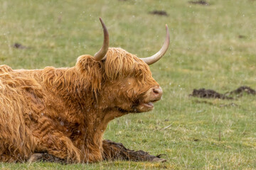Scottish highland cow in the field and it's snowing