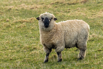 Fototapeta premium White, woolly sheep with black ears and black nose with funny face
