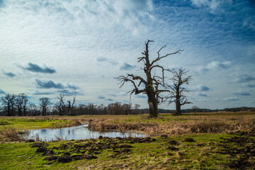 Dęby na Lęgach Rogalińskich, stare dęby rogalińskie © fotozen