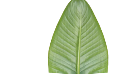Plexiglas foto achterwand Cropped green leaf  © vectorfusionart