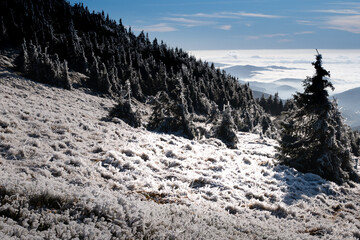 Scenic landscape with spruce trees covered with rime