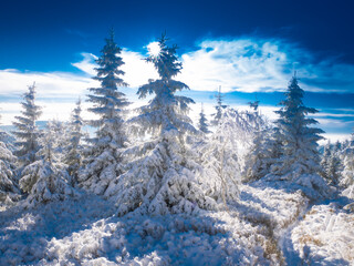 Fototapeta na wymiar Spruce trees covered with snow and rime