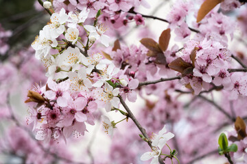 Fototapeta premium Kirschblüte