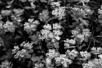 Grass and flowers in spring. Black and white.