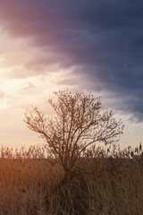 Fototapeta na wymiar Bare dead tree and high grass at early spring Czech landscape at sunset