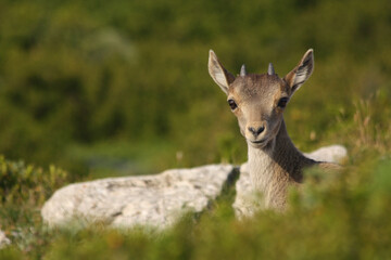 Young ibex in the wild