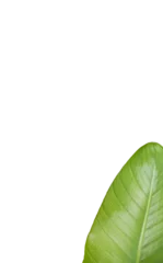 Plexiglas foto achterwand High angle view of leaf  © vectorfusionart