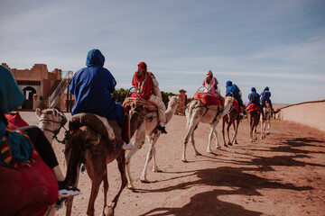moroccan camels