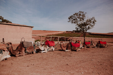 moroccan camels