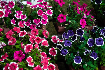 Beautiful multi-colored (violet, pink, red, white) Petunia Flowers. Pink petunia. Violet petunia. macro. selective focus.