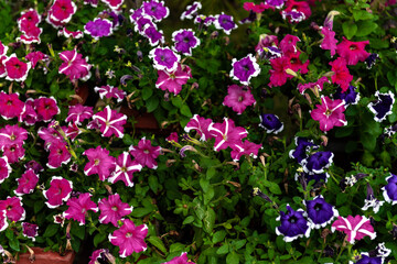 Beautiful multi-colored (violet, pink, red, white) Petunia Flowers. Pink petunia. Violet petunia. macro. selective focus.