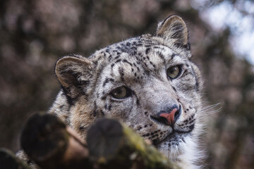 Face portrait of snow leopard (Panthera uncia)