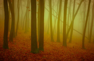 Mysterious foggy forest
