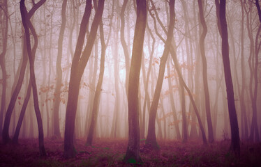 Mysterious foggy forest