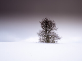 Isolated solitary tree surrounded by mysterious gloomy landscape