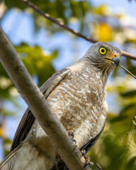 Eagle perched on a tree branch