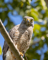 Eagle perched on a tree branch