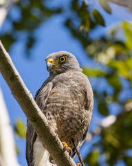 Eagle perched on a tree branch