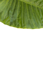 Patterned plant leaf on white background