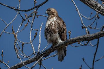 Red-tailed hawk perching on tree branch.