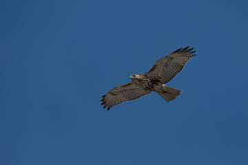 Red-tailed hawk in flight with wings spread.